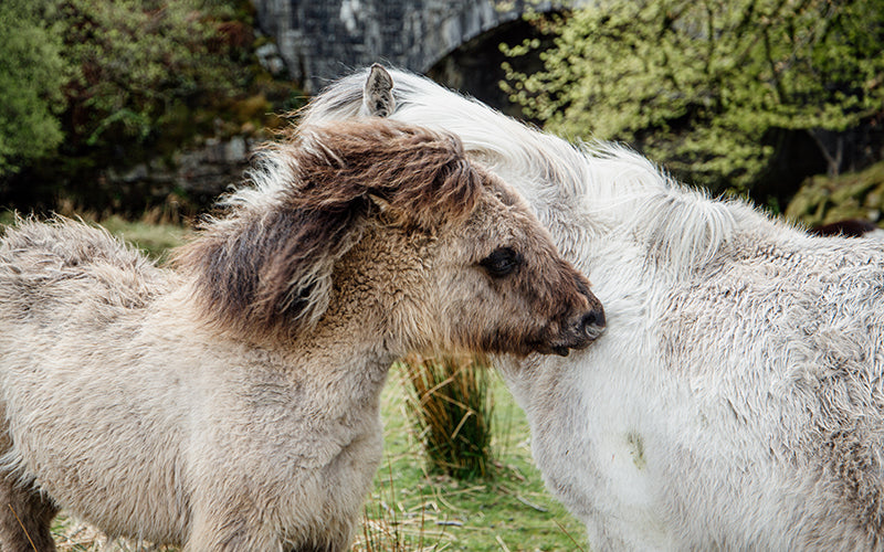 Native Dartmoor Ponies, Countryside Wildlife