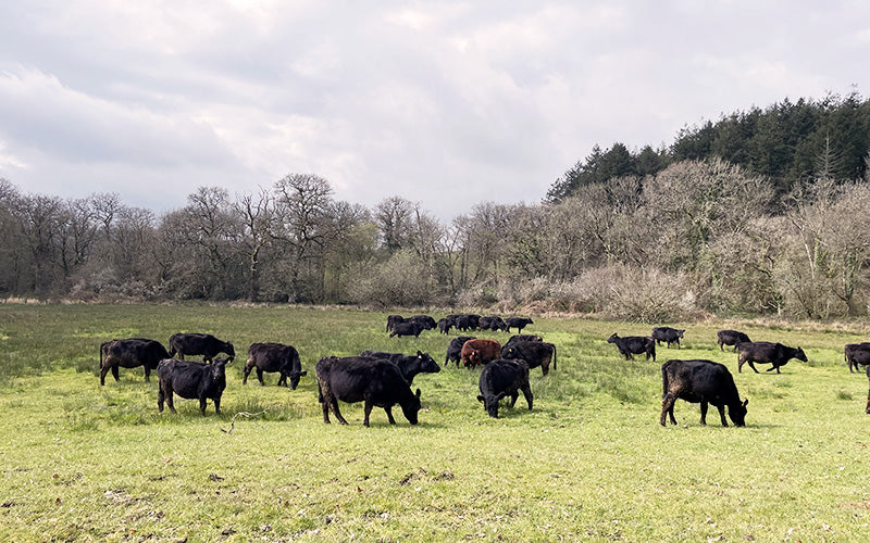 organic grass fed beef from heritage aberdeen angus cattle from eversfield organic