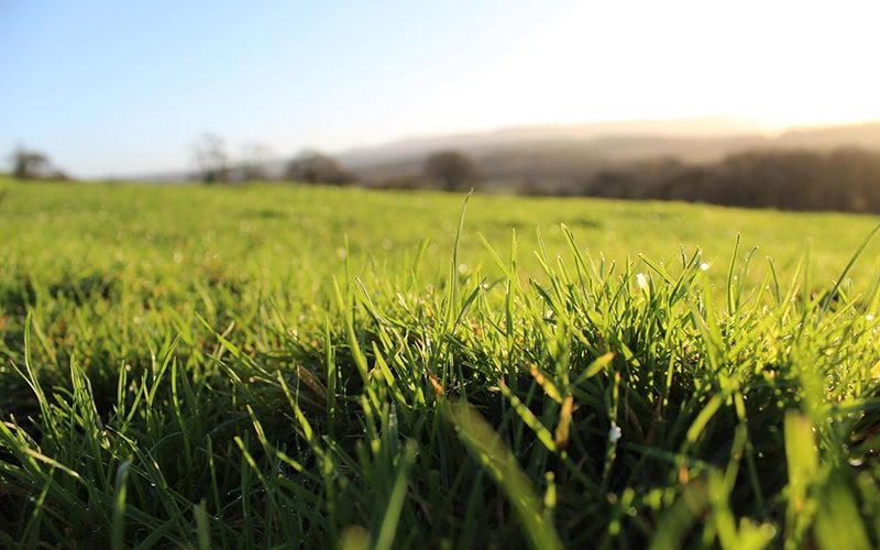 organic soil and nutritious grass regenerative farming