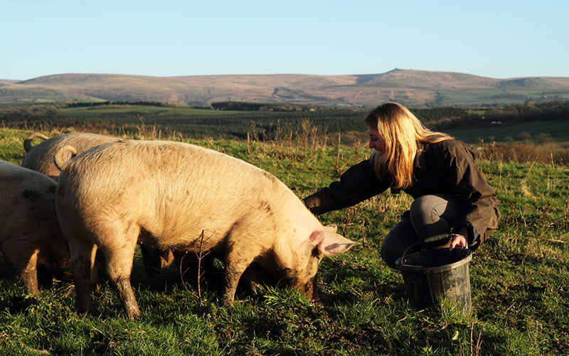 free range organic pork from organic farms in the uk