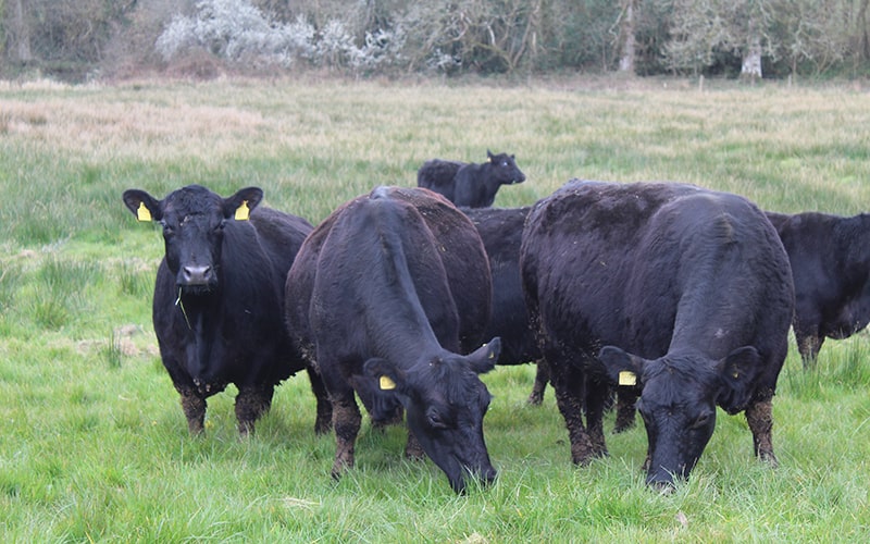 organic grass fed beef from organic farms in the uk