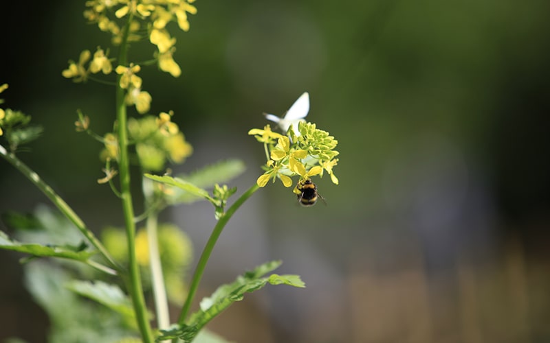 how do organic farms help honey bees? why should we save the bees?