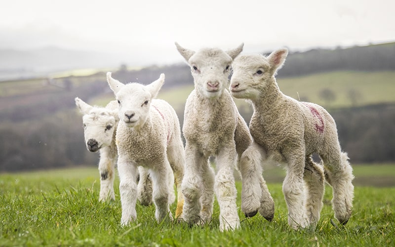 grass fed british lamb from organic farms in the uk