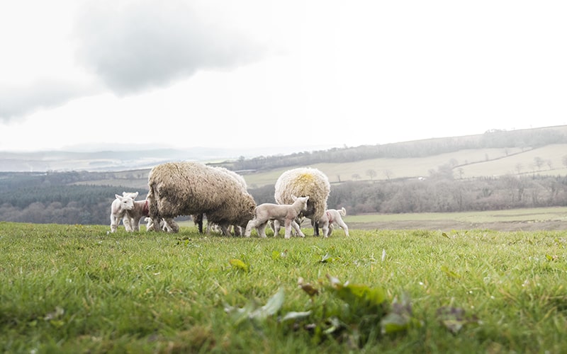 dartmoor wildlife grass fed lamb and mutton