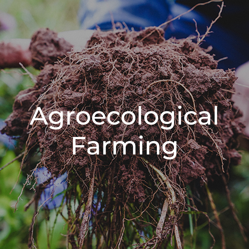 sustainable farming