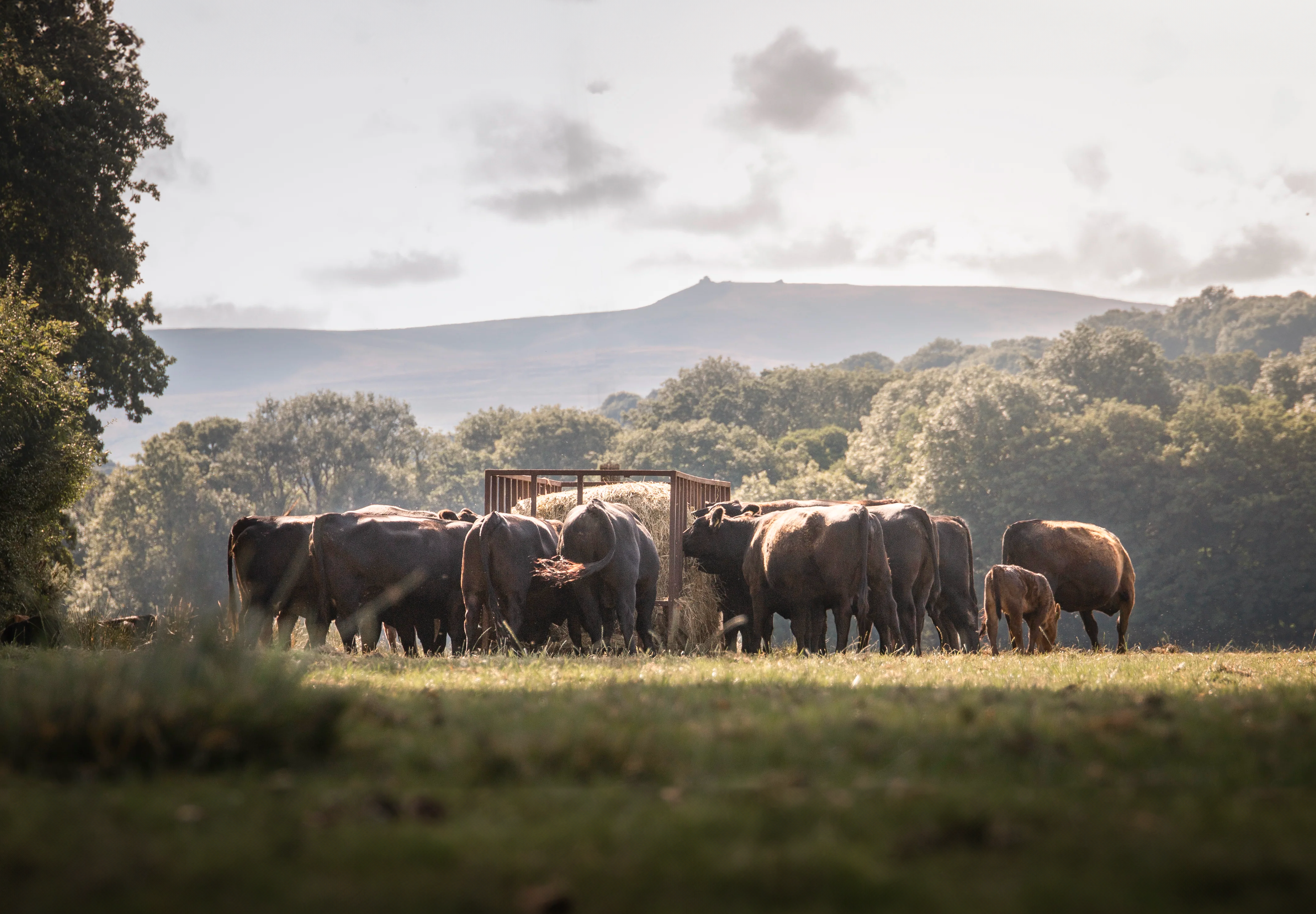 cows in trough.png__PID:01e3b464-df6f-41d3-89e8-2c2c08882b00