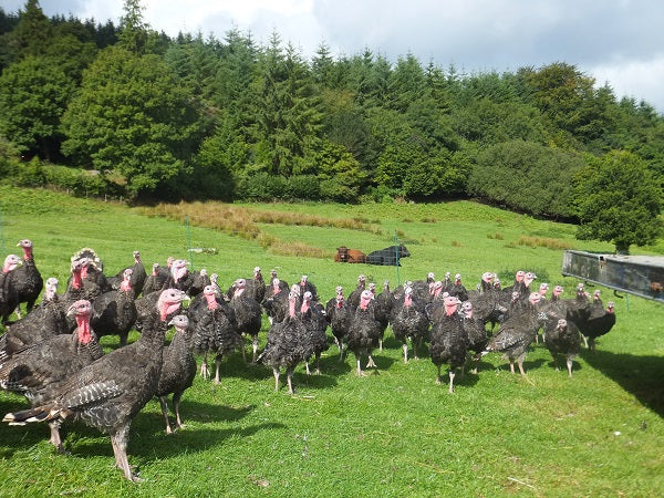 free range organic turkey duck and goose