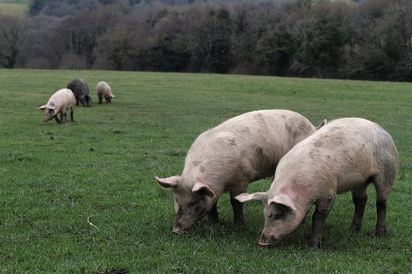 free range organic pork