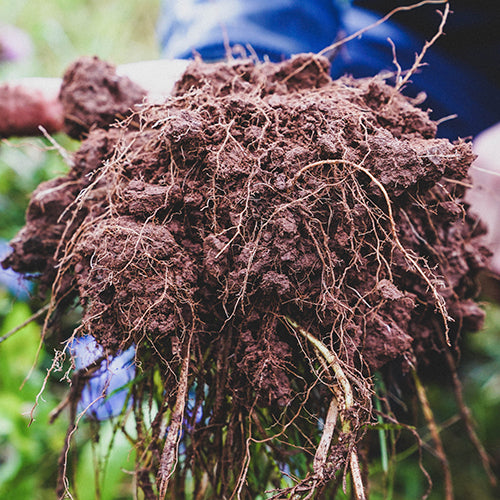 Organic Farm