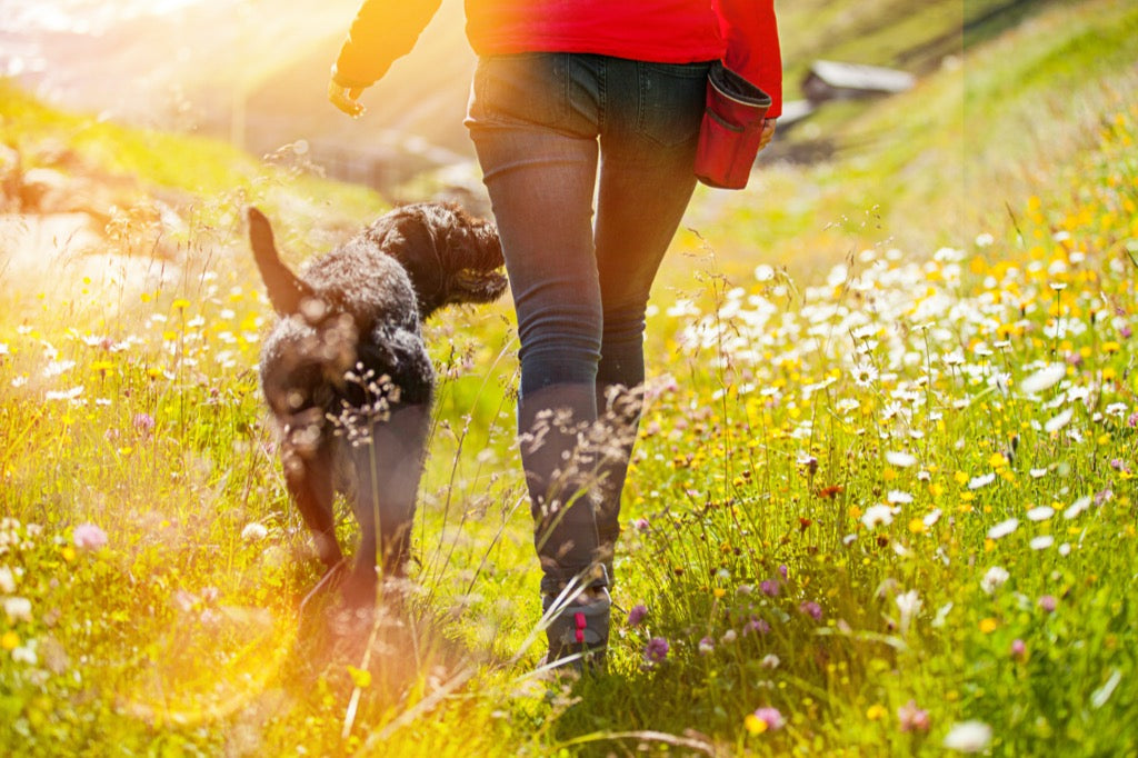 Dog and human on walk in the sun