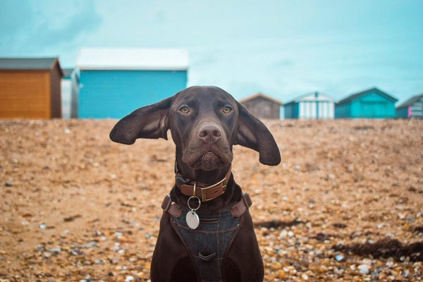 dog on a beach with collar and tag