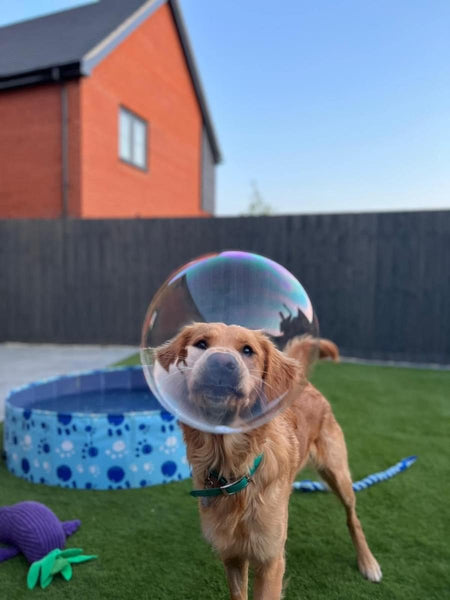 Dog looking through a bubble whilst standing in a garden with a paddling pool in the background