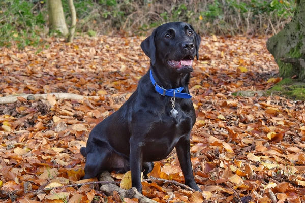 black labrador dog sat on a carpet of leaves in an opening in the woods 