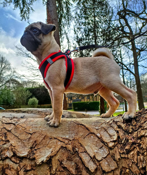 dog standing on tree log with harness and lead