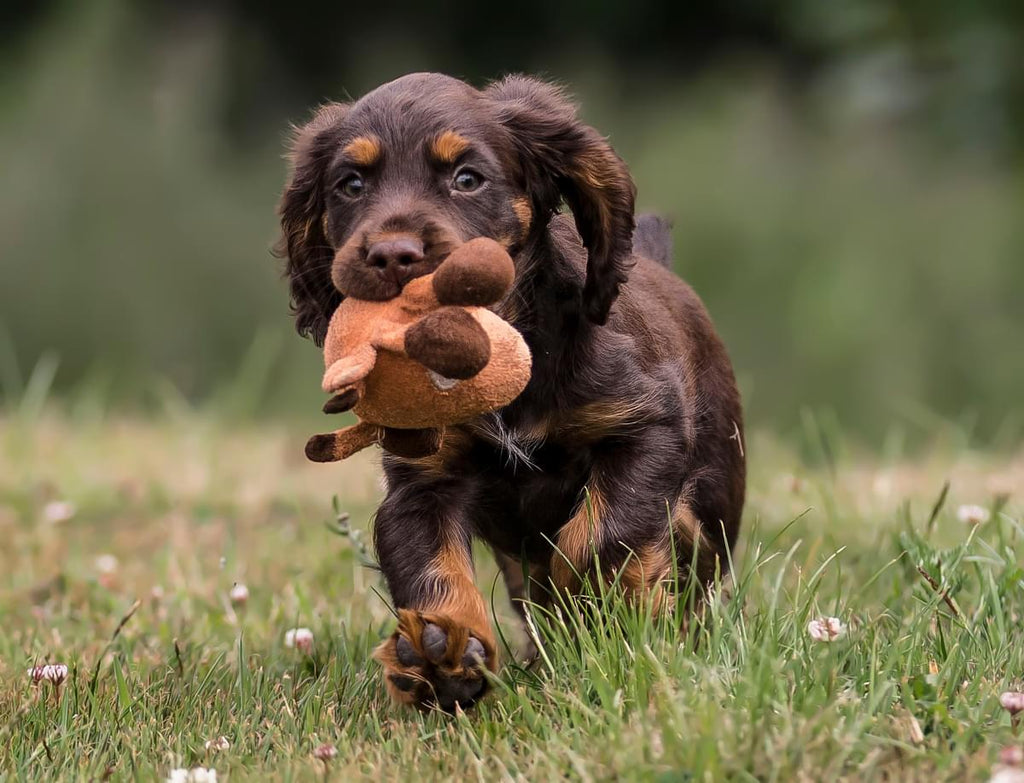 Spaniel puppy running in grass with a soft toy in its mouth