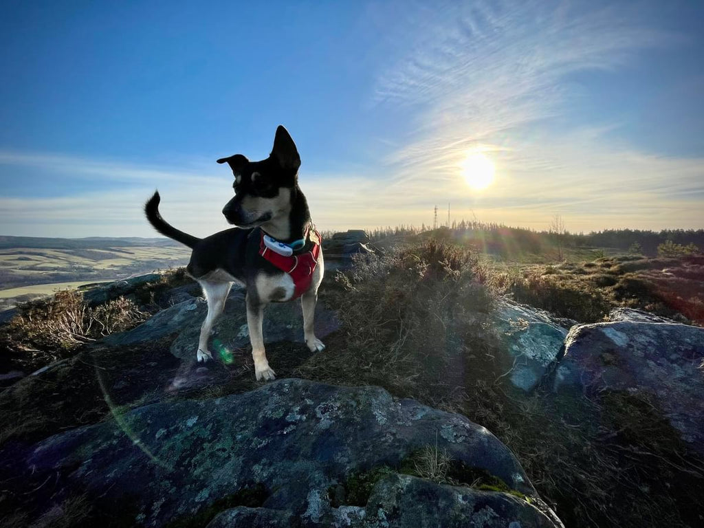 small dog standing on some rocks with a vast countryside landscape and a rising sun in the background