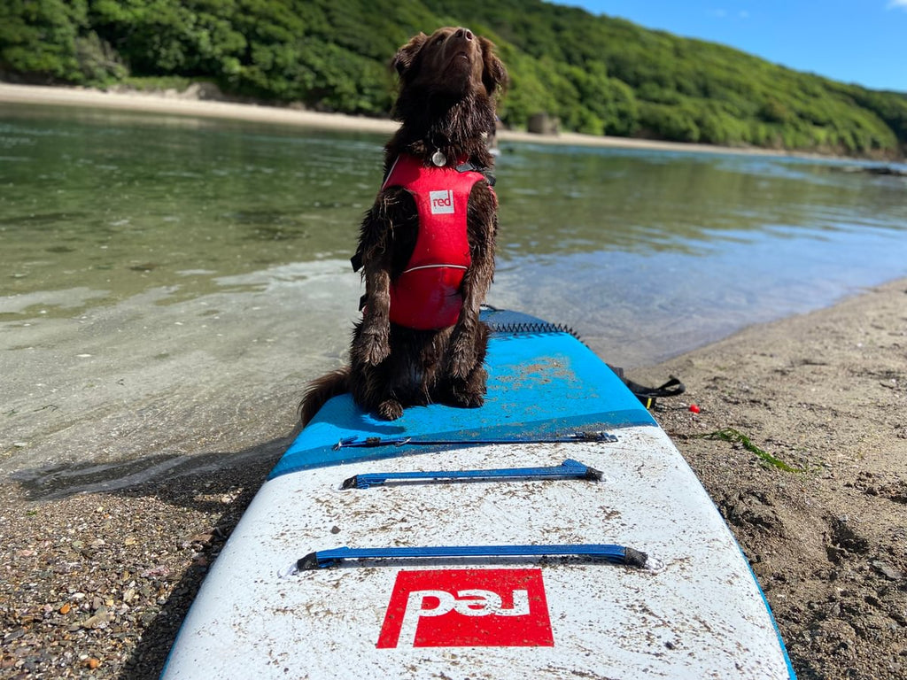 Paddle boarding dog safety