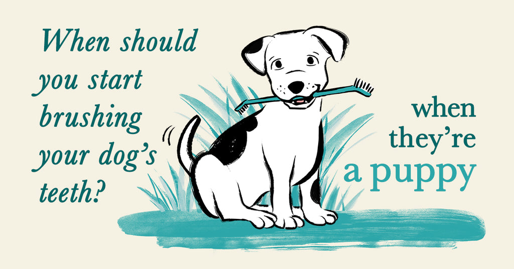 how often should you brush your puppies teeth