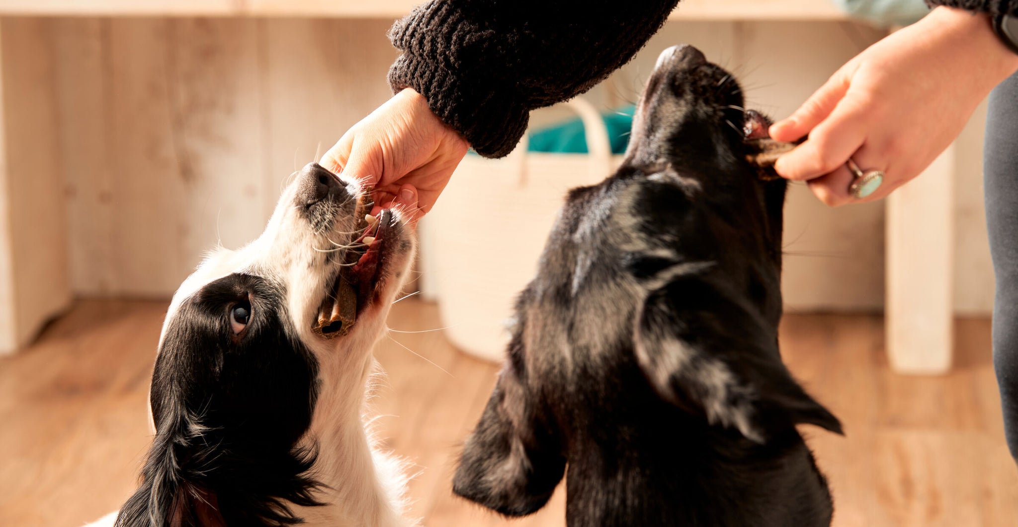 Dogs being fed dental sticks