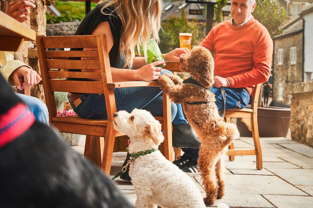 man and woman sat outside a pub with two dogs, offering one dog some Forthglade natural soft bite treats
