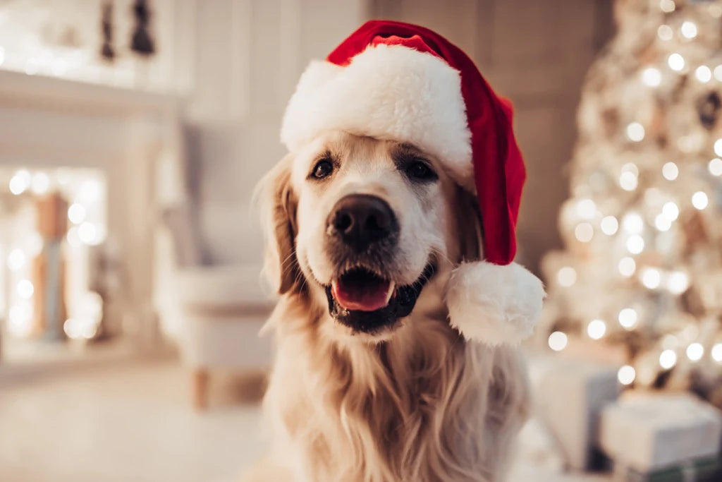 Dog wearing a festive Santa hat sat in a living room in front of a Christmas tree
