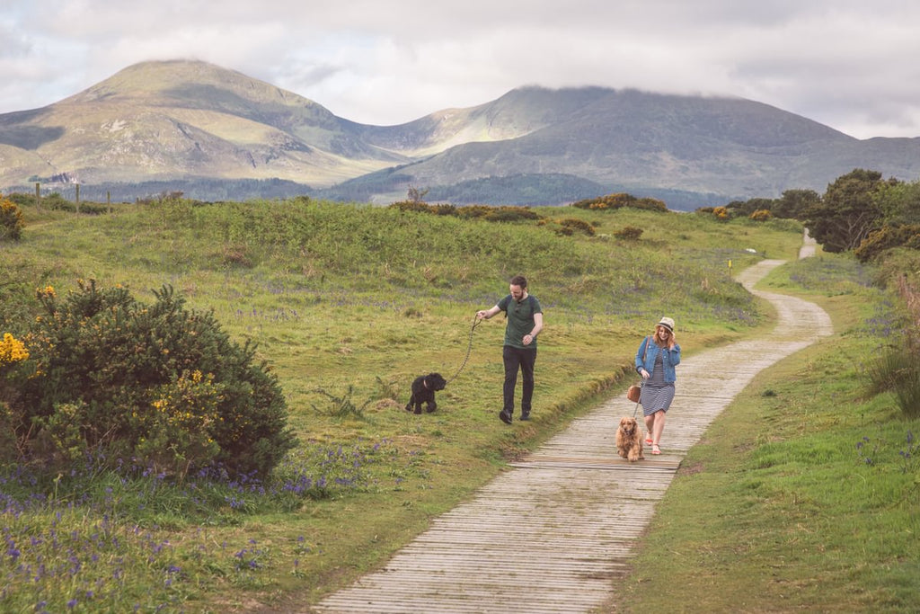 Hiking with your dog