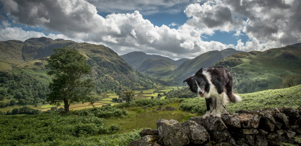 Hiking with your dog