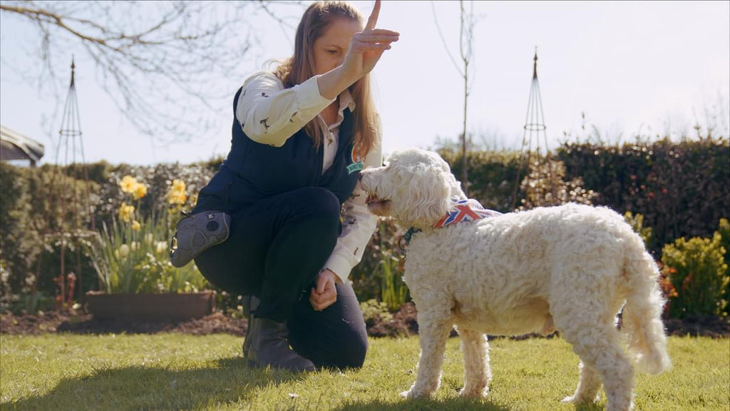 Caroline Wilkinson trick training for senior dogs