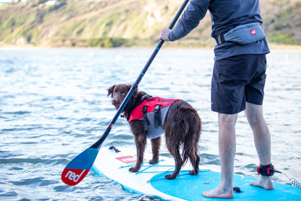 Paddle boarding with your dog