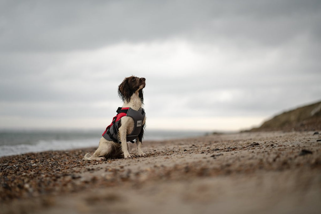 Paddle boarding with your dog in Woolacombe