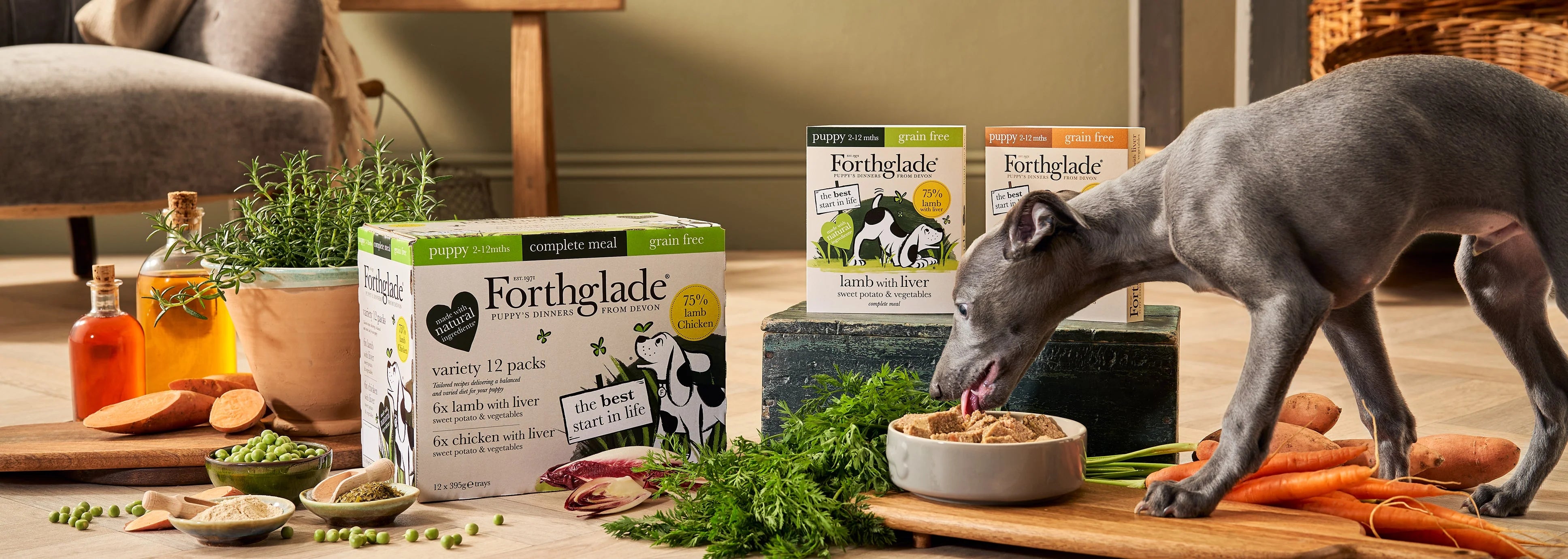 A small greyhound dog with trays of Forthglade dog food