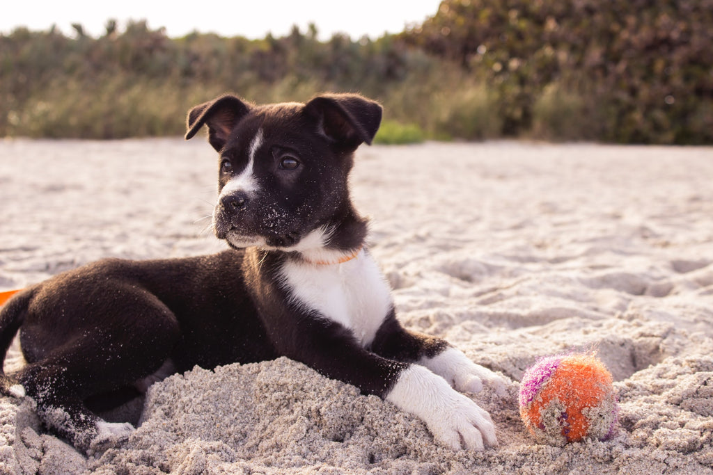 Puppy terrier dog sat on a sandy beach with a ball 