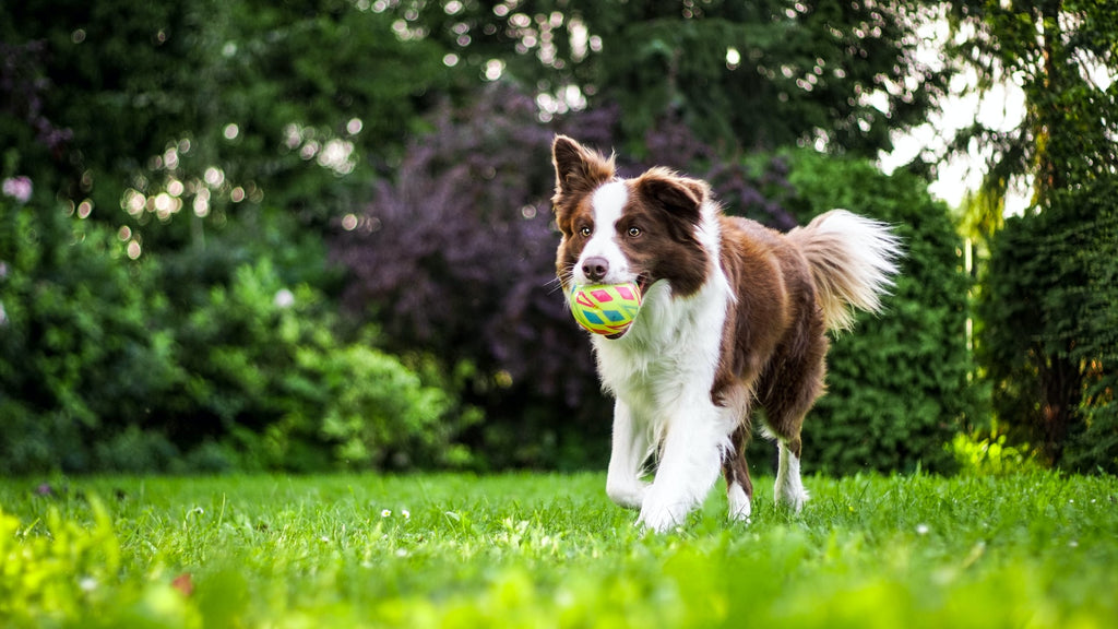 dog running on grass with a toy ball in its mouth
