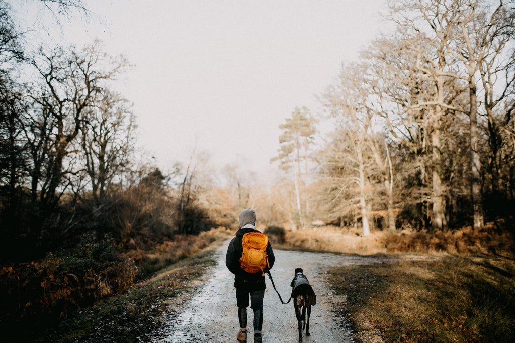 Man walking dog in a woodland during the winter 