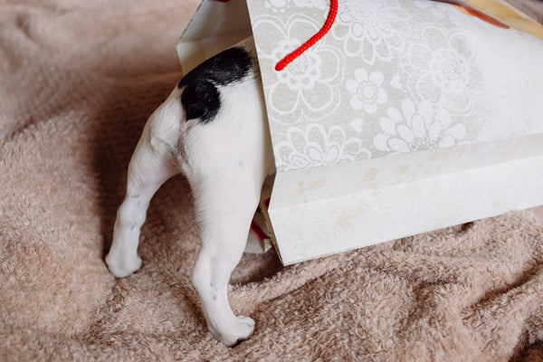 small dog climbing into a gift bag