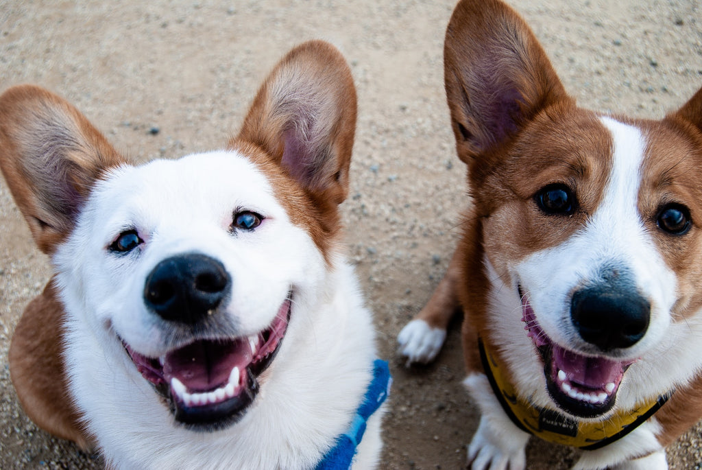 Two dogs looking up at the camera showing their teeth