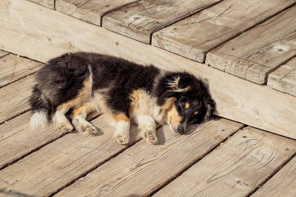 dog lying in the sun on some wooden decking