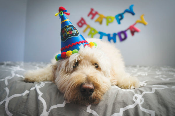 Dog lying on a bed wearing a birthday hat with a Happy Birthday sign on the wall