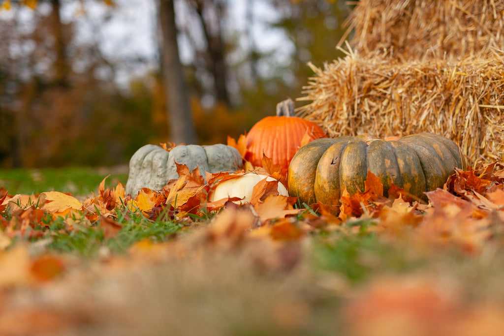 field of pumpkins arranged near hay bales