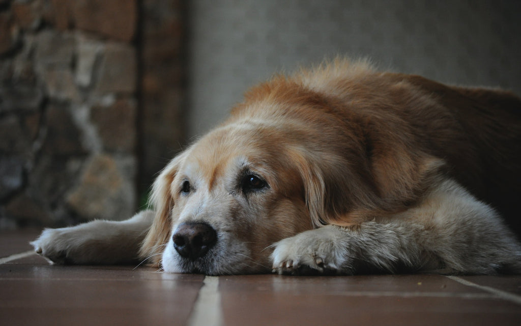 senior Golden Retriever dog lying down on a tiled floor