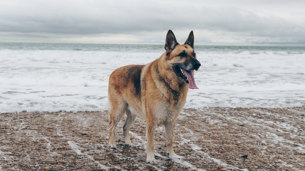 senior German Shepherd dog standing on a beach near the shoreline