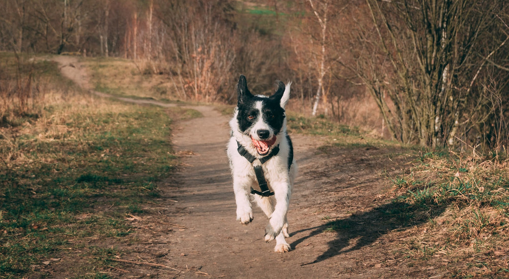 border collie running in open woodland