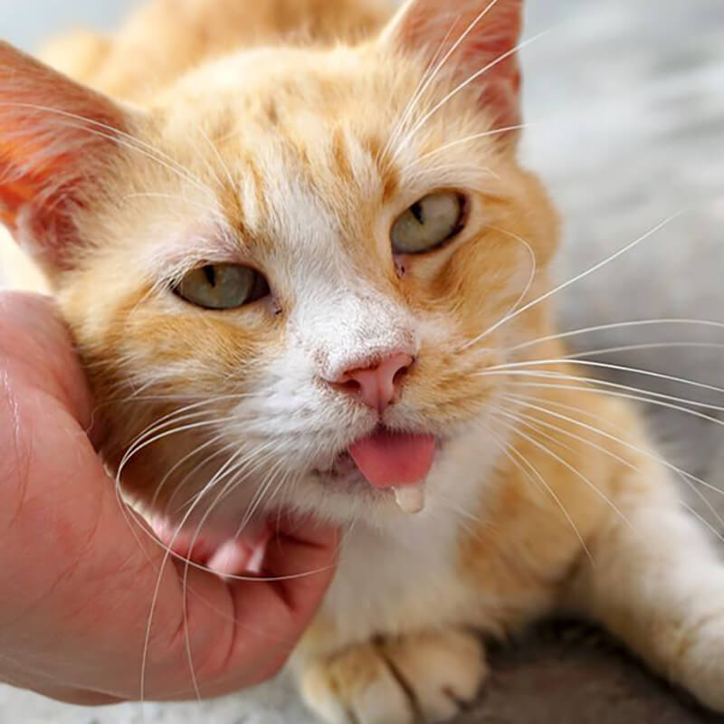 Causes And Countermeasures Of Cat Drooling