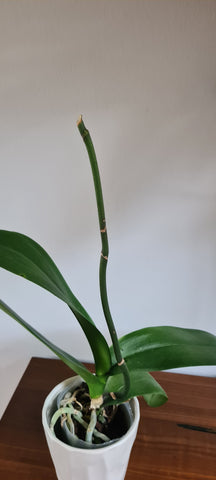 phalaenopsis orchids stem