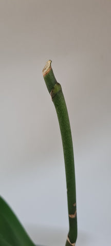 phalaenopsis stem node