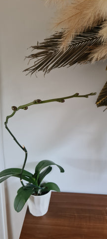 phalaenopsis new growth stem at the node