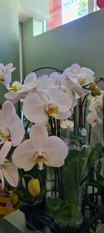 phalaenopsis orchids flowers