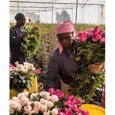 Kenyan rose farmers