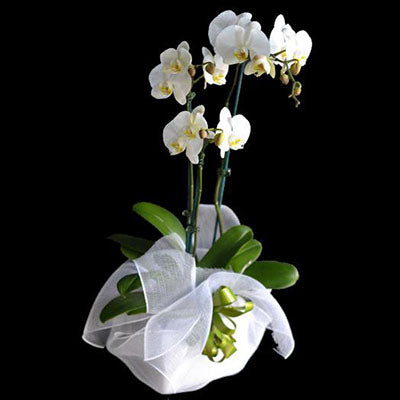 White moth phalaenopsis orchid gift wrapped