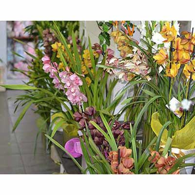 cymbidium orchids flowering pot plants